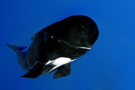 https://flic.kr/p/bkQSdV | Pilot Pilot Whale, Happy Whale, Sea Whale, Life Under The Sea, Lost Ocean, Life Aquatic, Shared Bedroom, Underwater Creatures, Incredible Creatures