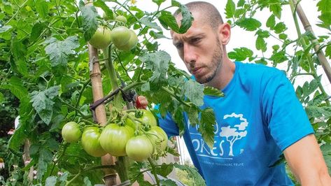 The Gardening Channel With James Prigioni - Grow Tomatoes NOT Leaves | How to Prune Tomato Plants for LOTS of Fruit Prune Tomato Plants, Lots Of Tomatoes, Growing Tomato, Tomato Pruning, Growing Tomato Plants, Grow Tomatoes, Growing Tomatoes, Tomato Plants, How To Grow