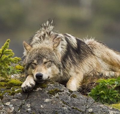 Vancouver Island Wolf (Canis lupus crassodon) in British Columbia. Photo by Ian McAllister Sleeping Wolf, Wolf Poses, Wolf Images, African Wild Dog, Wolf Photos, Wolf Spirit Animal, Wolf Love, She Wolf, Red Wolf