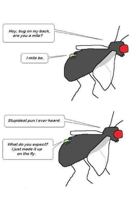 Karen Caron Bug Puns, Best Puns Ever, Terrible Puns, Love Puns, Best Puns, Bad Puns, Cartoon Jokes, Laughter Is The Best Medicine, Funny Puns