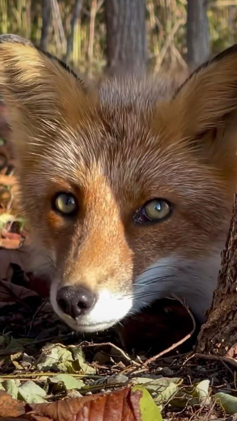 Courrier - Marie Delforge - Outlook Wild Animals Videos, Fox Pictures, Foxes Photography, Cute Small Animals, Your Spirit Animal, Animals Friendship, Cute Wild Animals, Cute Animal Photos, Cute Animal Videos