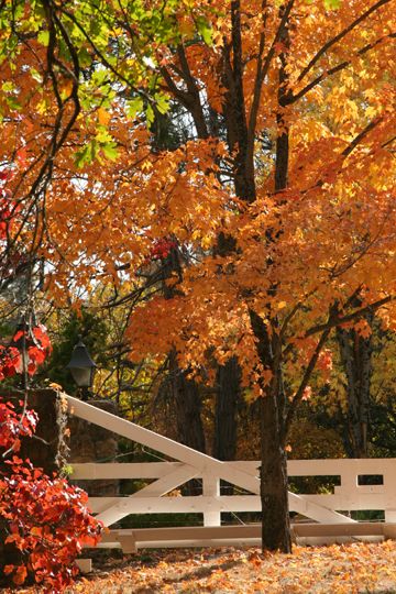 Julian, CA. Autumn Country, I'm Leaving, Fall Beauty, Autumn Magic, Autumn Scenes, Autumn Scenery, Fabulous Fall, Autumn Beauty, Fall Pictures