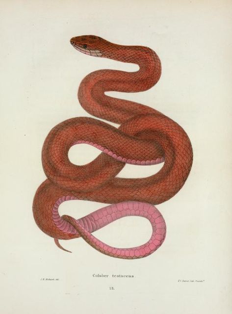 Coluber testaceus. 1842. From New York Public Library Digital Collections. Fauna Illustration, Snake Illustration, Rat Snake, Red Snake, Snake Art, Scientific Illustration, Snake Tattoo, Nature Illustration, Lovely Print