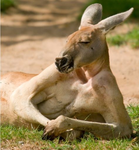 Louging 'Roo Australia Fun Facts, Australian Wildlife, Australian Animals, Cane Corso, Sphynx, Funny Animal Pictures, Animal Planet, Animal Photo, Animals Friends