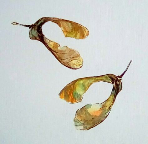 Sycamore Leaves, Sycamore Seed, Sycamore Leaf, Seed Art, Art Journal, Book Art, Seeds, Art Painting, Sketch