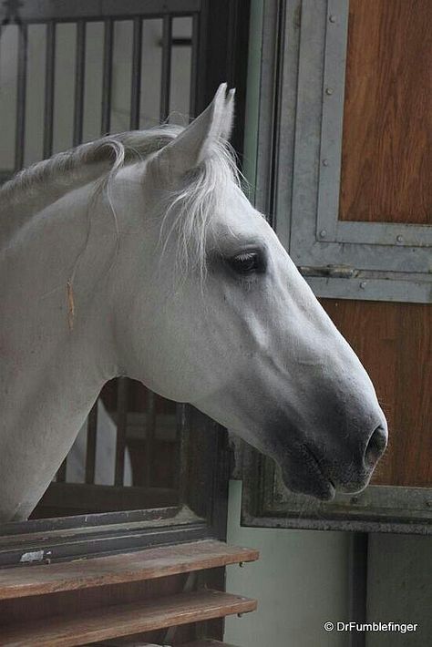 Lipizzaner Stallion Lippizaner, Vienna Austria Travel, Horse Inspiration, And So It Begins, Grey Horse, Austria Travel, Most Beautiful Animals, All The Pretty Horses, Horse Crazy