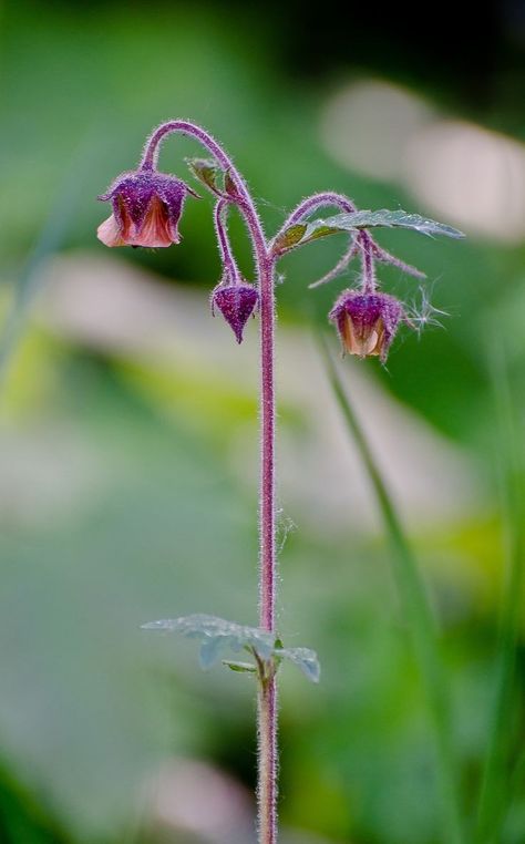 Water Avens, Geum Rivale, The Meadows, Tattoo Inspo, Garden Flowers, Flower Garden, Planting Flowers, Wild Flowers, Soil