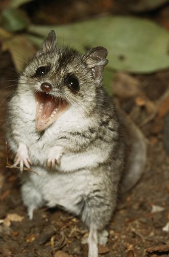 Dunnart Silly Animal Pictures, Australian Mammals, Nocturnal Animals, Animal Antics, Rare Animals, Silly Animals, Animal Sketches, Weird Animals, Rodents