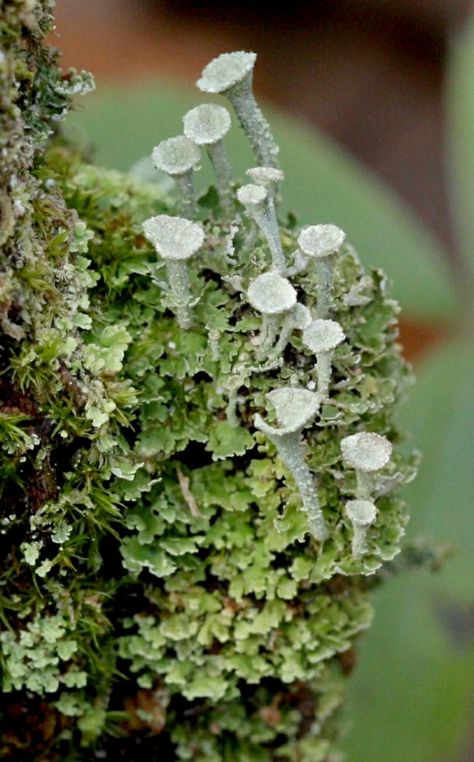 Pixie Cup Lichen Mushroom, Pixie Cup Lichen, Haunted Garden, Decay Art, Clay Mushroom, Lichen Moss, Mixed Media Sculpture, Garden Designs, Week 1