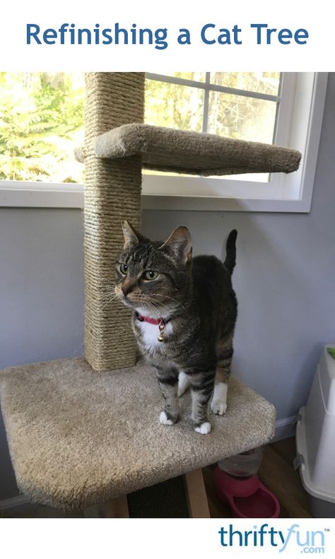 New cat trees can be quite expensive. We had an old one in our garage, that had been heavily used and was pretty much useless for scratching. After deciding that I didn't want to purchase a new cat tree, I settled on updating the old one with sisal rope. Our new kitty loves it and it looks new again! Make Cat Scratching Post, Keeping Cats Out Of Christmas Tree, Reupholster Cat Tree, Recarpeting Cat Tree, Diy Sisal Cat Scratcher, Cat Tree Made From Real Tree, Carpet Remnants, Cat Trees, Cat Post