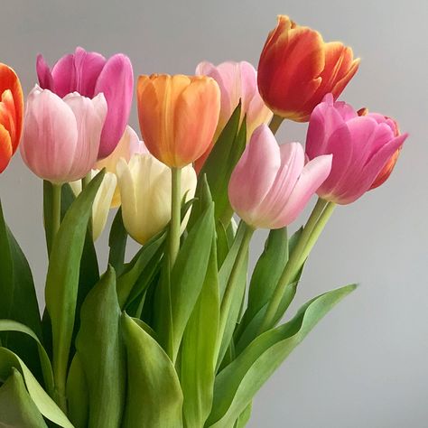 Tulip Aesthetic, Fav Flower, Tulip Colors, Tulip Painting, Orange Tulips, Nothing But Flowers, Flower Therapy, Most Beautiful Flowers, Beautiful Bouquet Of Flowers