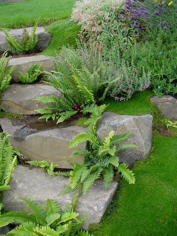 Irish Moss & ferns I love how irish moss covers the ground between rocks like a cozy blanket Sagina Subulata, Lawn Replacement, Popular Plants, Lawn Alternatives, Ferns Garden, Stone Steps, Garden Stairs, Irish Moss, Moss Garden