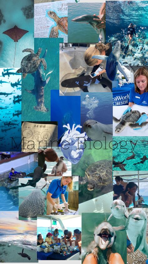 One of My Dream Jobs 🐋🐬🪼🦈 Wildlife Biology Aesthetic, Oceanography Marine Biology, Wildlife Biologist, Sea Illustration, Dream Jobs, Cute Summer Wallpapers, Marine Biologist, Oceanography, Hippie Wallpaper