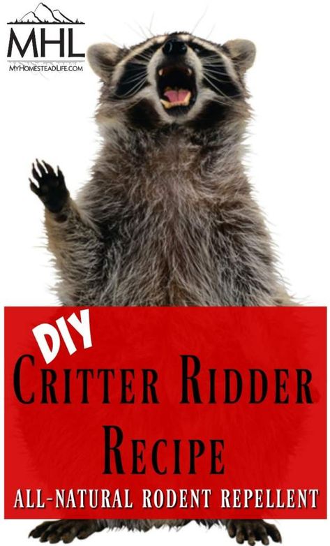 Raccoon Repellent, Repellent Diy, Lawn Pests, Rodent Repellent, Insect Spray, Rodent Control, Flea Prevention, Bug Control, Garden Pest Control