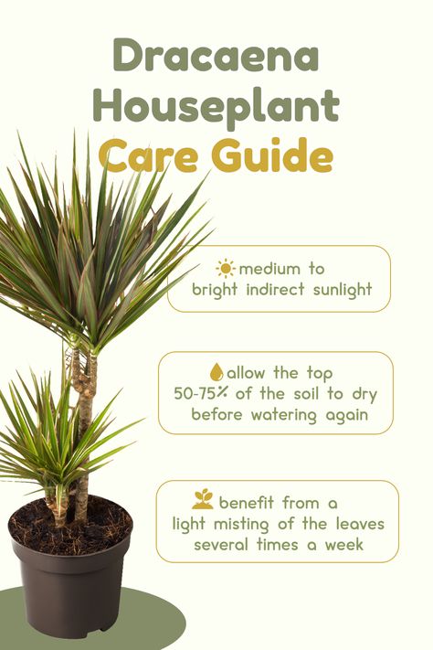 Draceana Plants, Dracena Plant Care, Corn Plant Indoor Care, Corn Plant Indoor, Corn Plant Care, Dracaena Care, Dracaena Plant Care, Dracena Plant, Dragon Plant