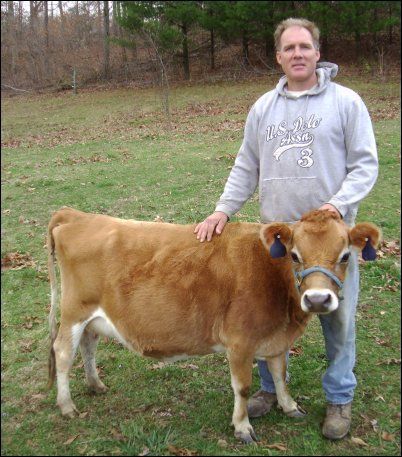 10 Highly-Productive Animals to Raise for Dairy (Other Than Milk Cow) Mini Cattle, Miniature Cattle, Miniature Cows, Cows Farm, Raising Cattle, Raising Farm Animals, Mini Cows, Jersey Cow, City Farm