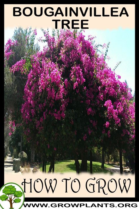 Wisteria How To Grow, Houseplant Tips, Bougainvillea Tree, Texas Plants, Tree Growing, Plant Care Houseplant, Asian Garden, Plant Projects, Grow Plants