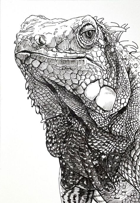 Iguana Sketch, Lizard Drawing, Marine Iguana, Ink Pen Art, Pen Art Work, Animal Drawings Sketches, Animal Pen, Pen Art Drawings, Illustration Portfolio