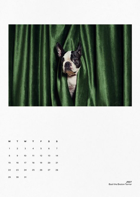 Dog Calendar Photoshoot, Bedlington Whippet, Miniature Pomeranian, Dog Marketing, Pet Portraits Photography, Human Photography, Puppy Photography, Dog Calendar, Calendar Ideas