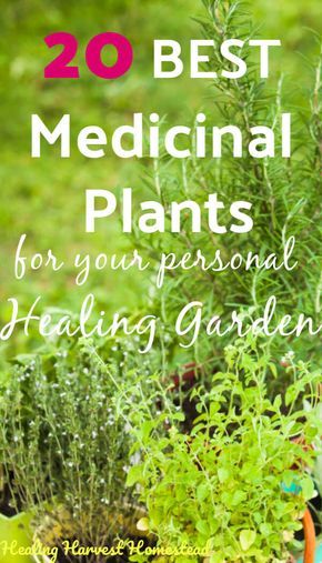 20 Medicinal Herbs to Grow in Your Healing Garden (Make Your Own Herbal Remedies with Plants You Grow!) — All Posts Healing Harvest Homestead Medicine Plants, Kebun Herbal, Medical Plants, Best Herbs To Grow, Medicine Garden, Herbs To Grow, Medicinal Herbs Garden, Magickal Herbs, Medical Herbs