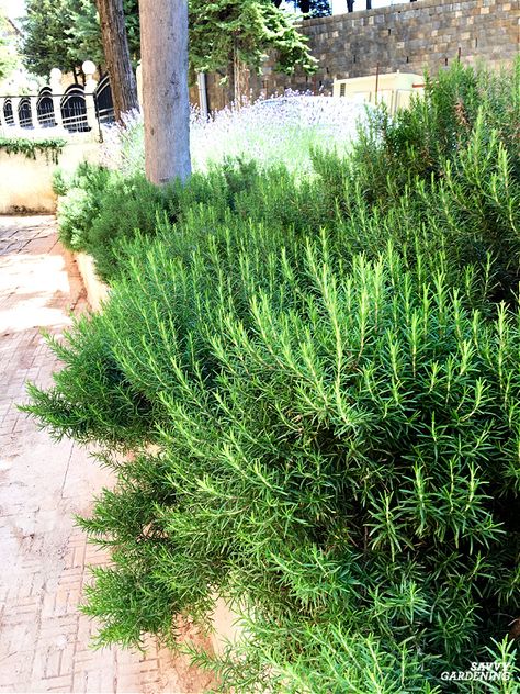 How to Grow Rosemary in Gardens and Containers Large Rosemary Bush, Rosemary In The Garden, Rosemary In Landscaping, Rosemary Garden Landscapes, Rosemary Flower Bed, Rosemary Bush Landscaping, Rosemary In Garden, Rosemary Plant Landscaping, Rosemary Landscape