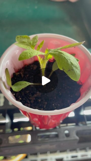 Brooke on Instagram: "Top dressing tomato seedlings to get the best roots" Tomato Seedlings, March 5, Good Things, On Instagram, Instagram