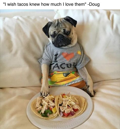 Doug the Pug loves his Tacos Silly Dog Pictures, Doug The Pug, Pugs And Kisses, Baby Pugs, Pug Pictures, A Pug, The Pug, Pug Puppies, Puppy Lover