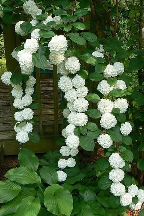 Climbing Hydrangeas - 17 Dreamy Hydrangea Gardens That Have Us So Ready for Spring - Southernliving. Perfectly overgrown white hydrangeas climb the side of a porch. See Pin Hydrangea Seeds, Climbing Flowers, Climbing Hydrangea, Garden Vines, Hydrangea Garden, Flower Gardening, Moon Garden, Have Inspiration, Bonsai Plants