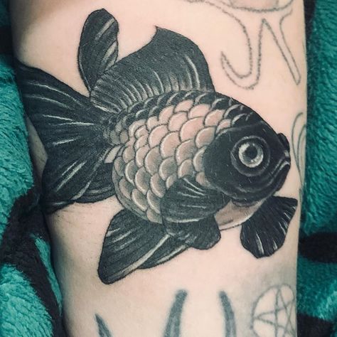 Tattoo I got today of one of my goldfish. Fancy Goldfish Tattoo, Black Goldfish Tattoo, Japanese Goldfish Tattoo, Gold Fish Tattoo, Black Goldfish, Goldfish Tattoo, Fancy Goldfish, P Tattoo, Tattoo Gold