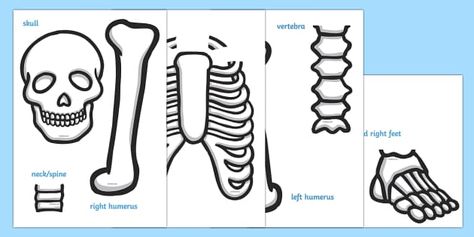 Life Size (Child) Skeleton Cut-Out - This life size cut out is great for teaching about the human skeleton, enabling the children to see the actual size of their bones. Why not use it alongside the Funny Bones storybooks! All About Me Display, Skeleton Template, Child Skeleton, Pumpkin Lessons, Life Size Skeleton, Human Body Organs, Face Template, Human Skeleton, Body Organs