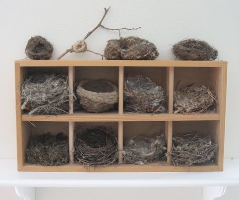 Birds Nests, Cabinet Of Curiosity, Bird Nests, Bird Eggs, Cabinet Of Curiosities, Alice In Wonderland Party, Nature Collection, Wonderland Party, Nature Crafts