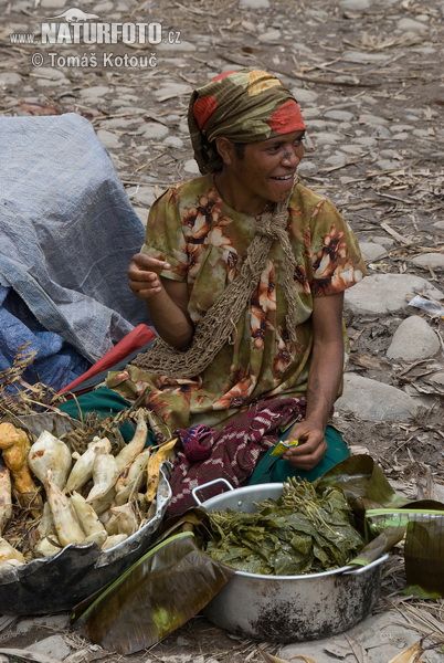 Huli Wigmen tribe (Huli Wigmen) Huli Wigmen, Port Moresby, West Papua, Wildlife Pictures, Wildlife Photos, Nature Wildlife, Nature Images, Papua New Guinea, Nature