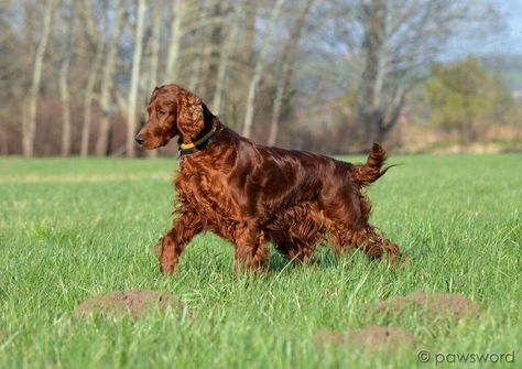 Irish Setter ~ Classic Look Red Dogs, Setter Dogs, Irish Red Setter, Red And White Setter, Red Setter, Irish Setter Dogs, Irish English, Dog Breeds List, Gordon Setter