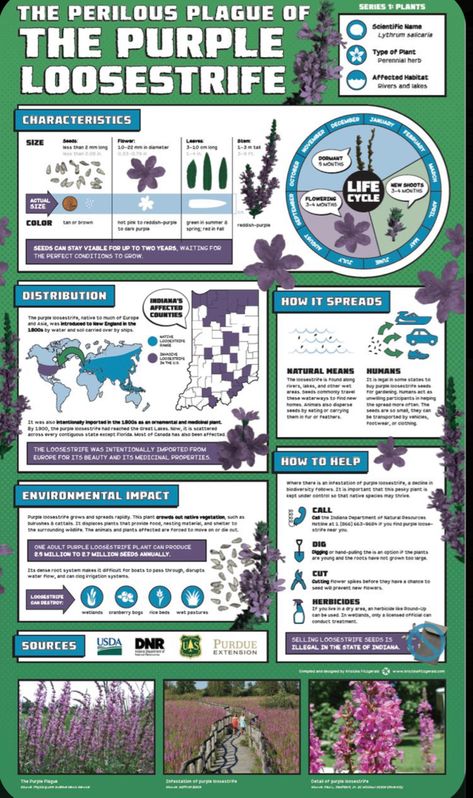 Scientific Infographic Design, Invasive Species Poster, Infographic Poster Ideas, Infographics Design Layout, Research Poster Design Layout, Poster Design Ideas School Project, Posters Purple, Scientific Poster Design, Academic Poster