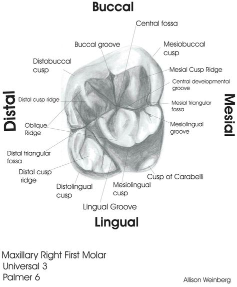 Rhs Dental Exam, Dental Notes Aesthetic, Dental Xrays Tips, Dental Assistant Instructor, Dental Radiology Study, Dental Hygiene Notes, Dental Charting Symbols, Dental Diagram, Dental Assistant Study Notes