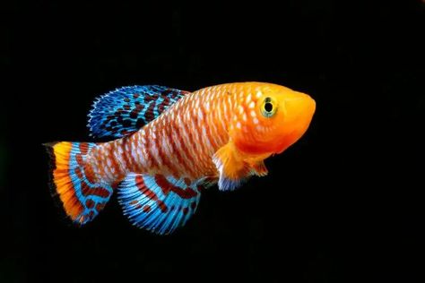 12 Best Fish For 29 & 30 Gallon Tanks (With Pictures) | It's A Fish Thing 30 Gallon Fish Tank, Nano Reef Tank, Fresh Water Fish Tank, Fishing For Beginners, Betta Fish Tank, Cool Fish, Reef Aquarium, Reef Tank, Beautiful Fish