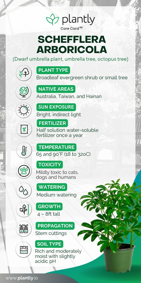 Umbrella Tree Care, Schefflera Plant Care, Arboricola Plant, Umbrella Plant Care, House Tree Plants, Biofilic Design, Schefflera Plant, Schefflera Arboricola, Goose House