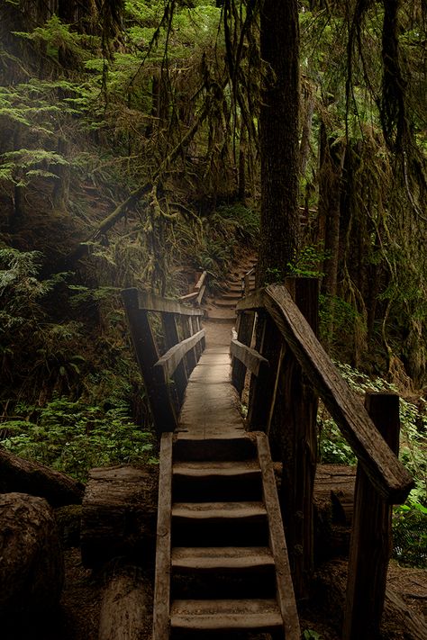 Hoh rainforest Rainforest Cabin Aesthetic, Hoh Rainforest Washington Photography, Aesthetic Rainforest, Alaska Rainforest, Magical Rainforest, Dark Rainforest, Hoh Rainforest Washington, Rainforest Background, Rainforest Aesthetic