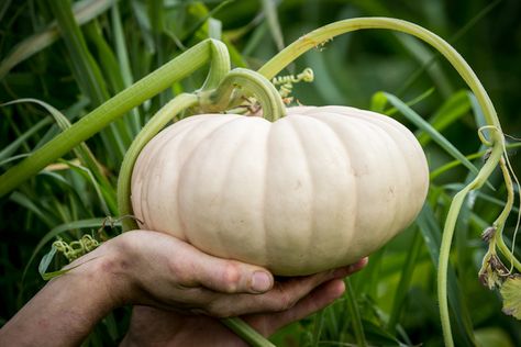 Pumpkin pie recipe for our indian river pumpkins.  Chef Stephan Bogardus for the North Fork Table and Inn visits the Long Island cheese pumpkins before harvest at Invincible Summer Farms in Southold on Tuesday, Aug. 16, 2016. Traditional Pumpkin Pie, Invincible Summer, Traditional Pumpkin, Veggie Dinner, Cheese Pumpkin, Best Gluten Free Recipes, Winter Dinner, Pumpkin Pie Recipes, Pumpkin Soup