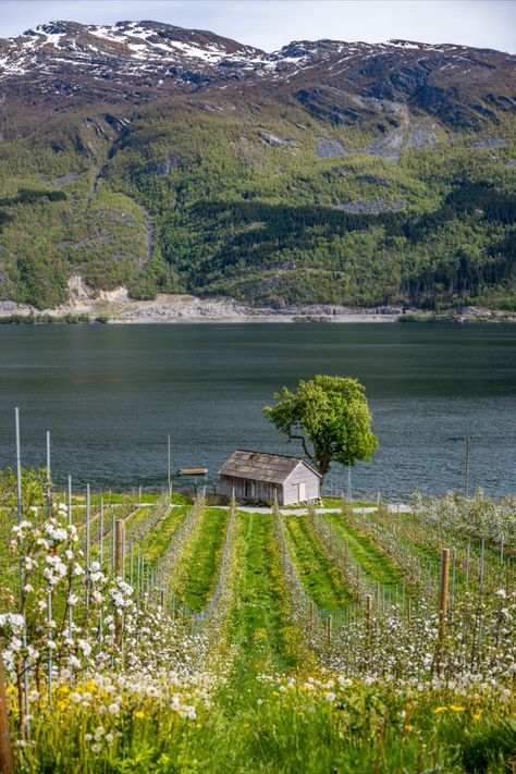 Charming house next to blossoming fruit orchards Hardanger Norway, Travel Girl Aesthetic, Travel Aesthetic Beach, Travel Aesthetic Outfits, Travel Wallpapers, Fjord Norway, Travel With Friends, Travel Love Quotes, With Friends Aesthetic