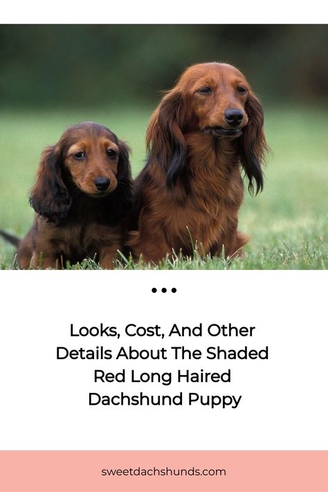 Toy Dachshund, Dachshund Colors, Dachshund Puppy Long Haired, Red Dachshund, Black Dachshund, Dachshund Puppy Miniature, Dapple Dachshund, Wire Haired Dachshund, Long Haired Dachshund