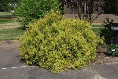 Click to close image; click and drag to move Golden Globe Arborvitae, Sawara Cypress, Leland Cypress, Globe Arborvitae, Chamaecyparis Pisifera, Soft Landscape, Eastern White Cedar, Low Maintenance Shrubs, Thuja Occidentalis