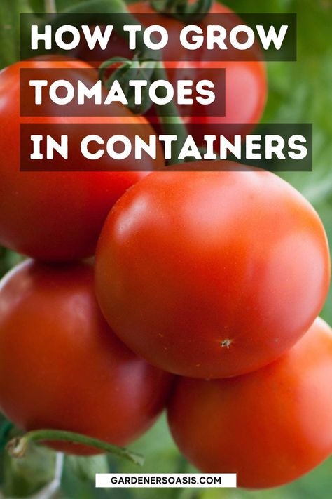 Growing Tomatoes In Containers: 11 of the Best Tips For Getting Lots Of Tomatoes | Full Sun Plants Container Tomatoes Growing, Grow Tomatoes In A Pot, Best Way To Grow Tomatoes, Tomatoes In A Pot, Potted Tomato Plants, Lots Of Tomatoes, Growing Tomatoes In Pots, How To Grow Cherries, Growing Cherry Tomatoes