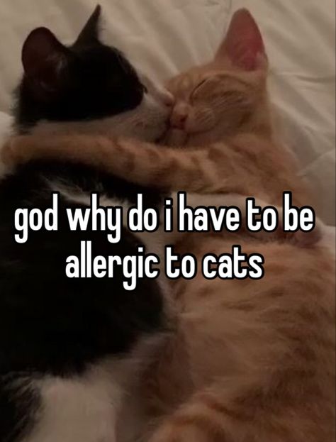 Allergic To Cats, When You Love, Dear Diary, Quick Saves