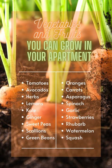 Vegetables and Fruits You can Grow in Your Apartment Foods You Can Grow Indoors, Growing Produce Indoors, Apartment Gardens, Apartment Homesteading, Apartment Vegetable Garden, Backyard Herb Garden, Fast Growing Vegetables, Growing Vegetables Indoors, Growing Food Indoors