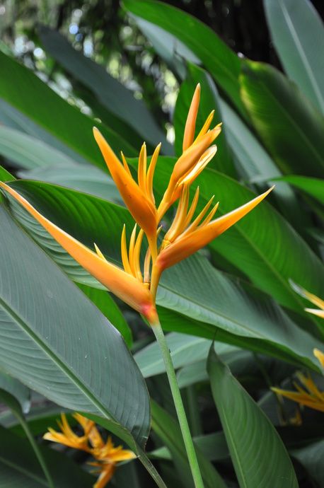 Plant Backyard, Wedding Ceremony Floral Arrangements, Ceremony Floral Arrangements, Soufriere St Lucia, Bali Flowers, Heliconia Plant, Ginger Plants, Heliconia Flower, Ginger Roots