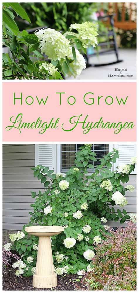 How to grow and care for your Limelight Hydrangea.  A beautiful deciduous shrub for your garden which is very forgiving and easy to grow. Hydrangea Plant, Limelight Hydrangea, Diy Rose, Growing Hydrangeas, Hydrangea Garden, Garden Shrubs, Farmhouse Garden, Flower Gardening, Lawn And Garden