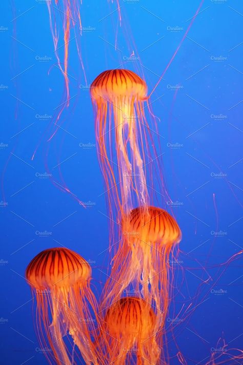 Four orange-red jellyfish Orange Aesthetics, Dusk Sky, Orange Book, Blue Jellyfish, Orange Fish, Aesthetic Space, Phone Inspiration, The Aquarium, Orange Aesthetic