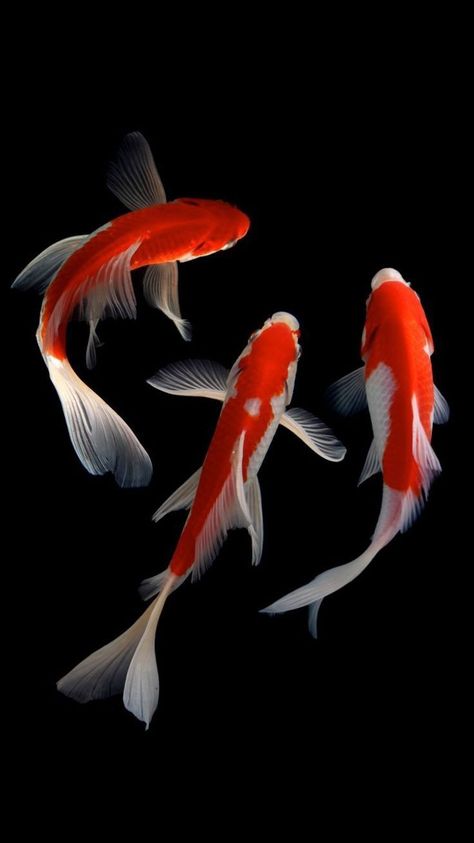 Koi Fish Reference, Karp Koi, Koi Fish Art, Ikan Air Tawar, Coy Fish, Koi Painting, Koi Fish Drawing, Koi Art, Carpe Koi