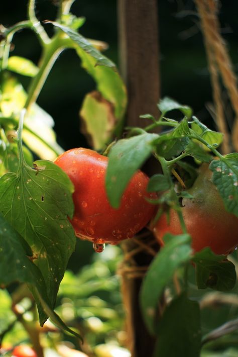 Quick Homemade Tomato Fertilizer — Meadowlark Journal Tomato Leaves Curling, Tomato Leaves, Tomato Fertilizer, Compost Tea, Natural Air Freshener, Leaves Candle, Australian Plants, Uses For Coffee Grounds, Large Candle